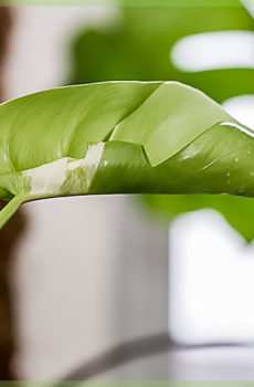 Monstera variegata mladý řízek