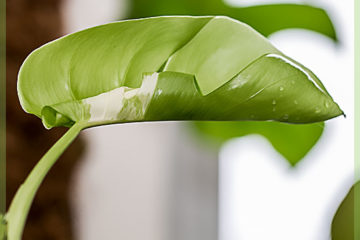 Monstera variegata trẻ cắt