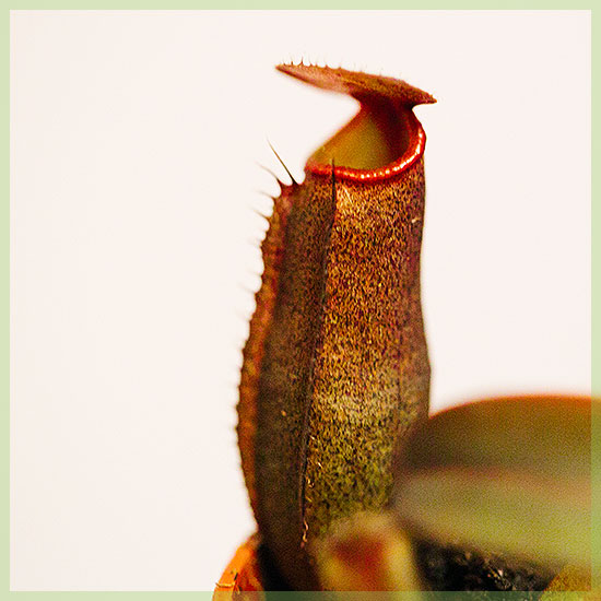vleesetende plant nepenthes