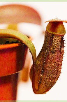 vleesetende plant nepenthes