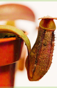 tutuwuhan karnivora nepenthes