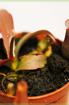 vleesetende plant nepenthes