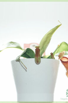 Nepenthes - vleesetende bekerplant - kopen