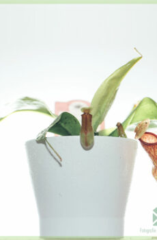 Nepenthes - zavamaniry siny mpihinana - mividy