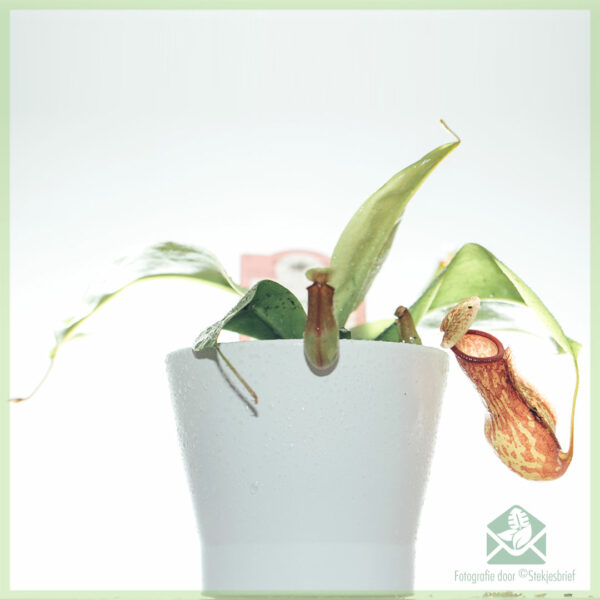 Nepenthes - urceolum carnivorae - emptum