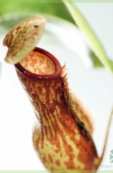 Nepenthes - mėsėdis ąsočio augalas - pirkite