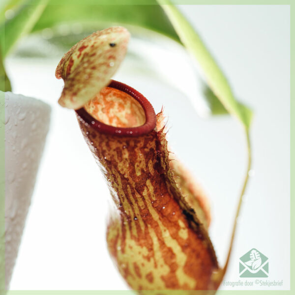 Nepenthes - vleesetende bekerplant - kopen