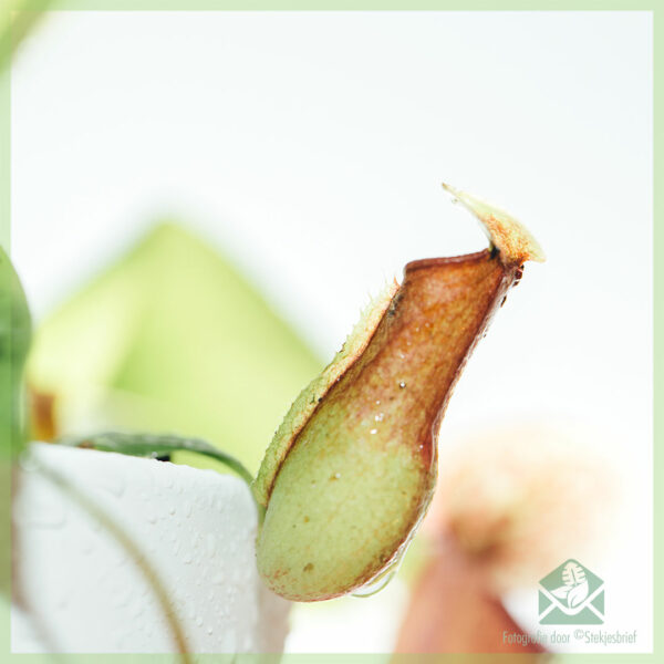 Nepenthes - fleisetende pitcher plant - keapje