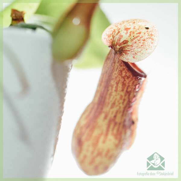 Nepenthes - urceolum carnivorae - emptum