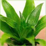 dracaena compacta in kwekerpot