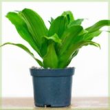 dracaena compacta in kwekerpot