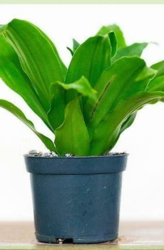 dracaena compacta í leikskólapotti