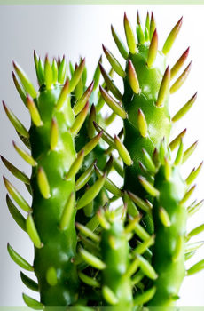Kaktus mini ing pot nursery