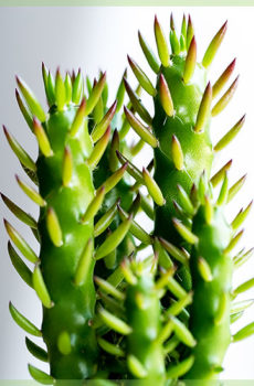 Mini cactus en pot de pépinière