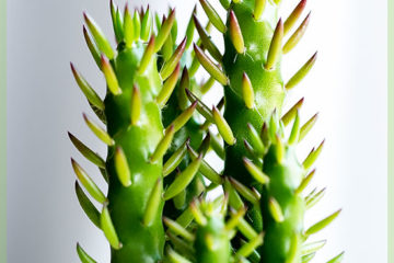 Mini cactus in vaso di nursery
