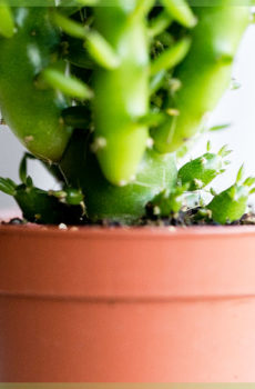 Mini cactus en pot de pépinière