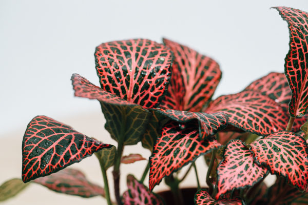 Pianta a mosaico rosso: Fittonia verschaffeltii