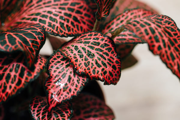 Pianta a mosaico rosso: Fittonia verschaffeltii