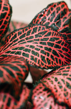 Röd mosaikväxt: Fittonia verschaffeltii
