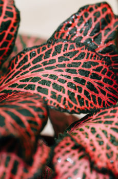 Red Mosaic Plant: Fittonia verschaffeltii