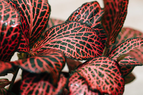 Rød mosaikplante: Fittonia verschaffeltii