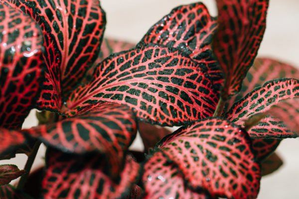 Pianta a mosaico rosso: Fittonia verschaffeltii