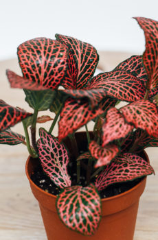Planta de mosaico vermelho: Fittonia verschaffeltii