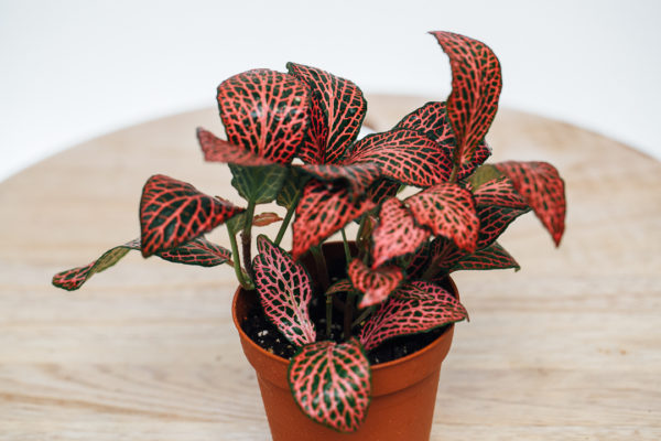 Planta de mosaic vermell: Fittonia verschaffeltii