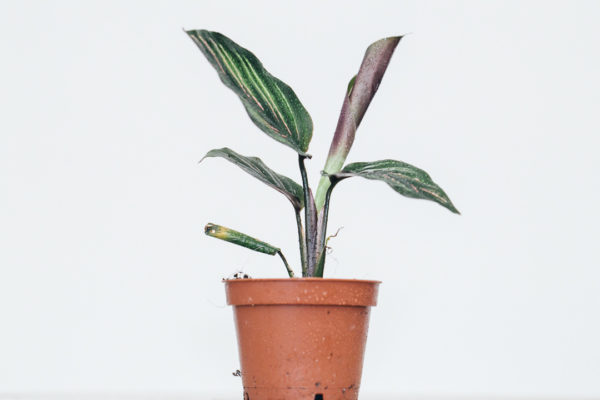 Calathea miešaný hrniec 9cm