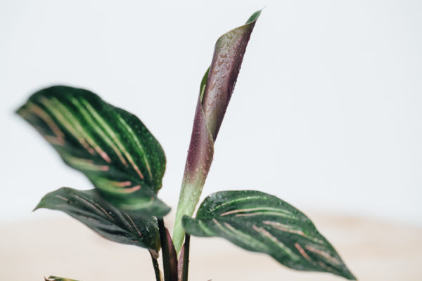 Smíšený hrnec Calathea 9 cm