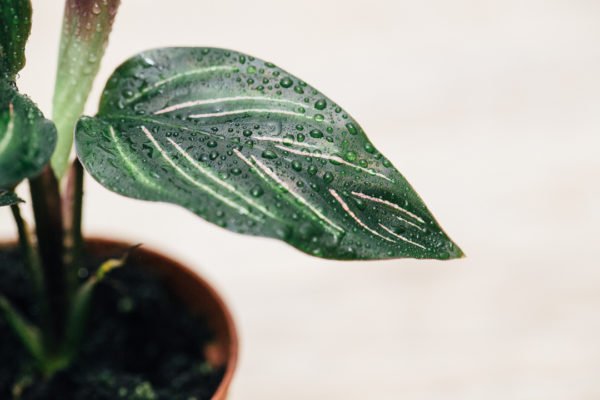 Calathea gemengd pot 9cm