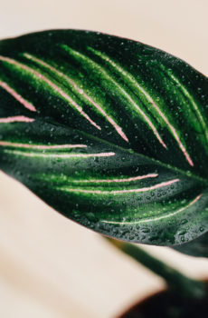 Calathea Mischtopf 9cm