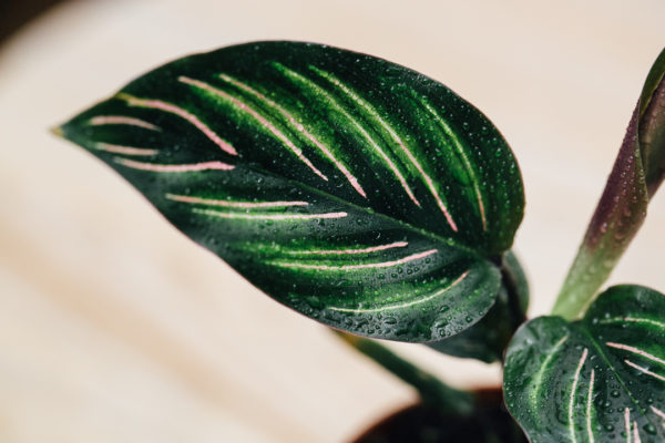 Calathea gemëscht Pot 9cm