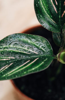 Calathea pot campuran 9cm