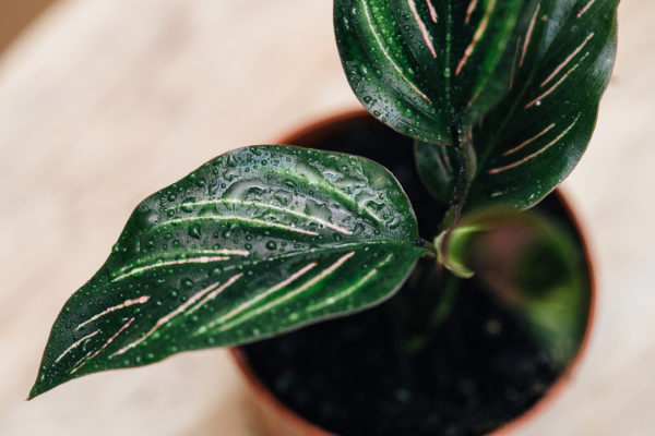 Smíšený hrnec Calathea 9 cm