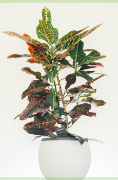 Croton codiaeum variegatum bikirin