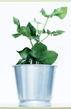 Fatshedera lizei kruising hedera en fatsia japonica