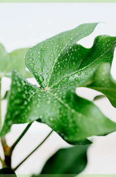 Fatshedera lizei 杂种 hedera 和 fatsia japonica