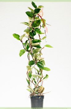 Hoya albomarginata hangplant pot 10cm