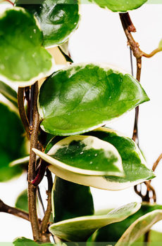 Hoya albomarginata hangplant pot 10cm