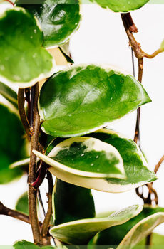 Hoya albomarginata висяща саксия 10см