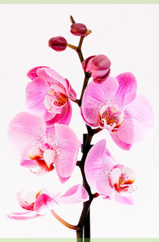 Phalaenopsis rožinis vazonas 12 cm