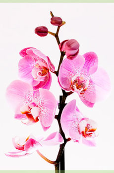 Phalaenopsis rózsaszín női edény 12 cm