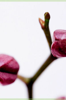 Phalaenopsis pink awéwé pot 12cm