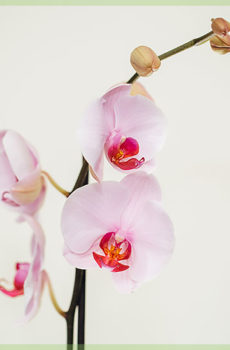 Phalaenopsis розово червен