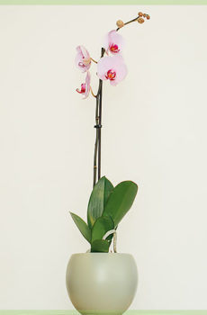 Phalaenopsis ružovo červená