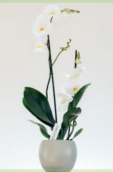 Anggrek phalaenopsis pot diva putih 12cm