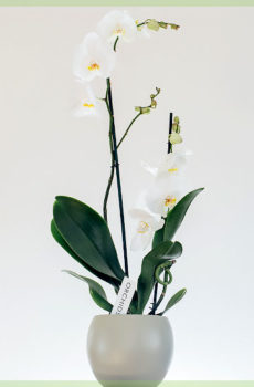 Kvetináč Phalaenopsis orchids white diva 12cm