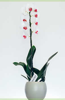 Phalaenopsis бяло розово Наоми