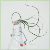 Airplant luchtplantje tillandsia butzii kopen